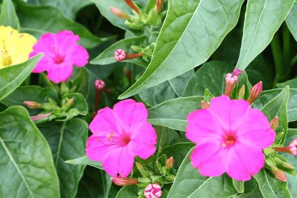 Akgen Akşam Sefası / Gece Sefası (Mirabilis jalapa) Çiçek Tohumu - Kokulu ve Arsız