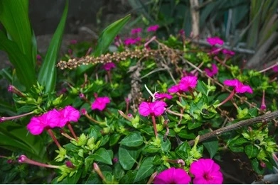 Akgen Akşam Sefası / Gece Sefası (Mirabilis jalapa) Çiçek Tohumu - Kokulu ve Arsız
