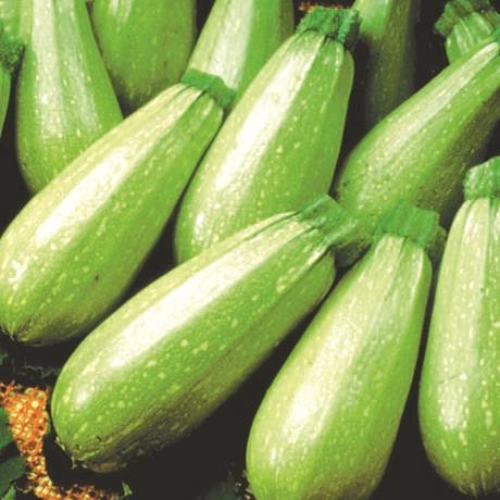 Green South Ampul (Girit Tipi) Dolmalık Kabak Tohumu 5 gr - Açık Yeşil ve Bol Verimli