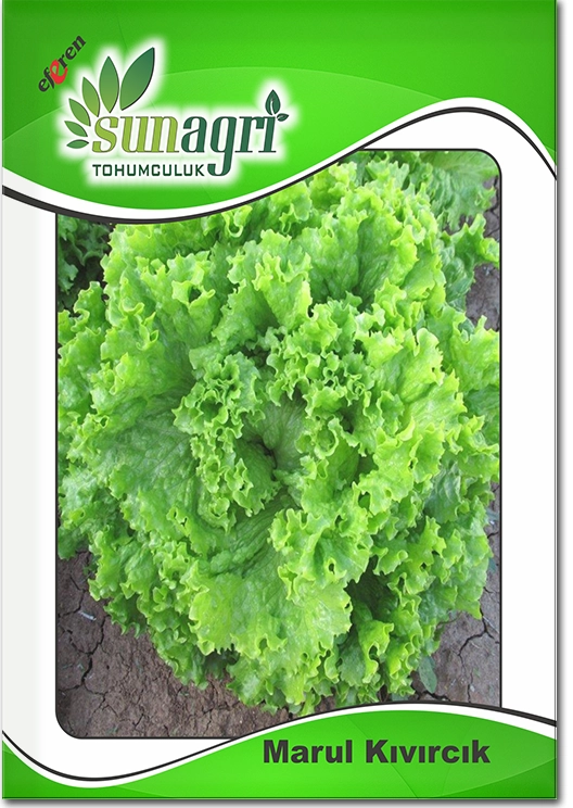 Kıvırcık Marul Tohumu (Gevrek - Sıcağa Dayanıklı)