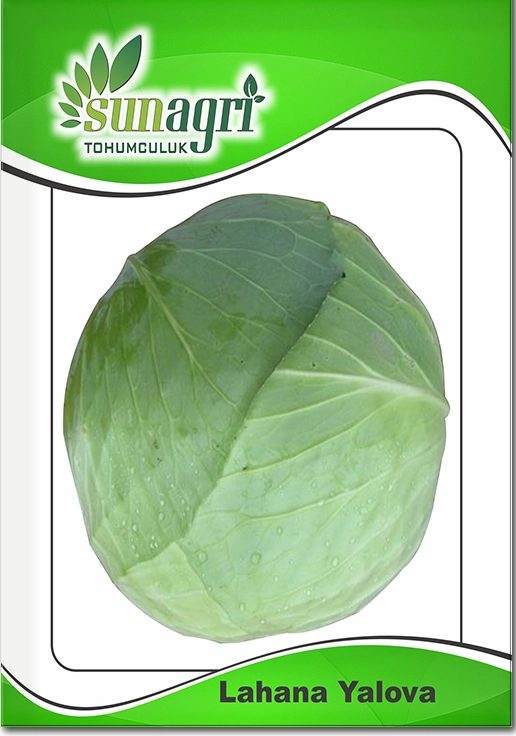 Yalova Beyaz Lahana Tohumu (Sarmalık - Turşuluk)
