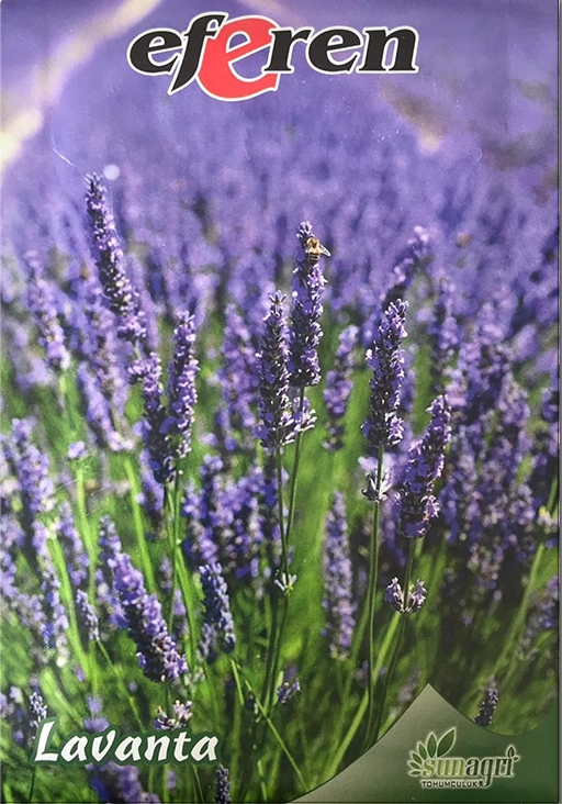 Lavanta Tohumu (Tıbbi Aromatik - Çok Yıllık)