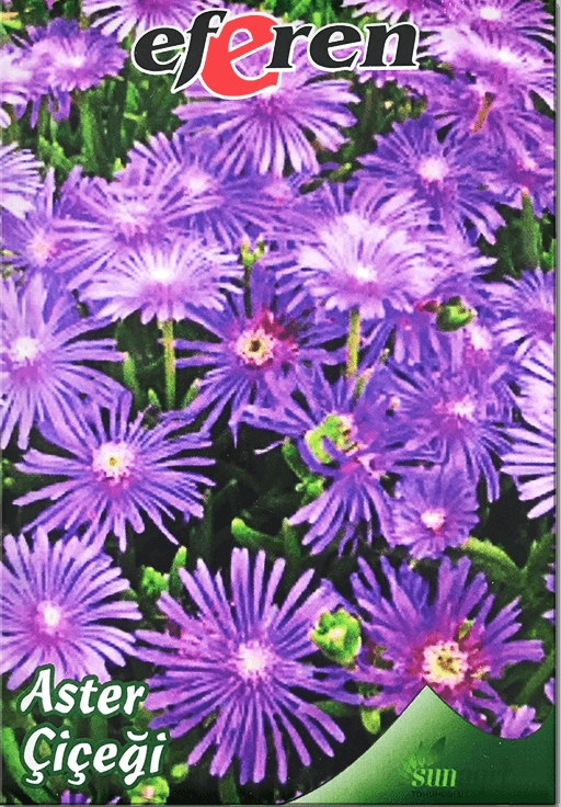 Aster Çiçeği Tohumu (Yıldızpatı - Kesme Çiçek)