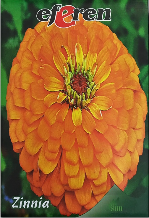 Zinnia Tohumu (Kirli Hanım Çiçeği - Rengarenk)