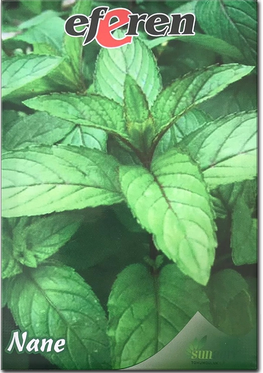 Nane Tohumu (Tıbbi Aromatik - Çok Yıllık)