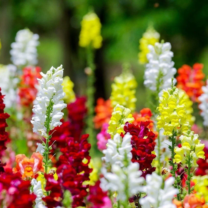 Akgen Karışık Renkli Aslanağzı (Antirrhinum) Çiçek Tohumu - Bol Çiçekli ve Kokulu