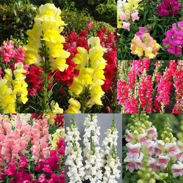 Akgen Karışık Renkli Aslanağzı (Antirrhinum) Çiçek Tohumu - Bol Çiçekli ve Kokulu