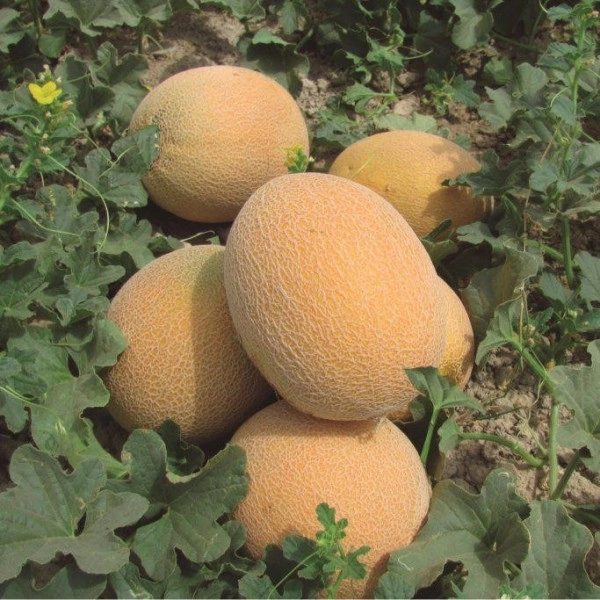 Green South Ananas (Kokulu) Kavun Tohumu 5 gr - Tatlı, Aromatik ve Verimli