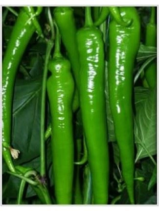 Green South Demre Sivri Biber Tohumu 5 gr - Acı ve Yüksek Verimli