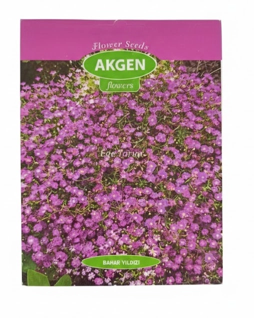 Akgen Bahar Yıldızı (Gypsophila muralis) Çiçek Tohumu - Mor Halı Görünümlü