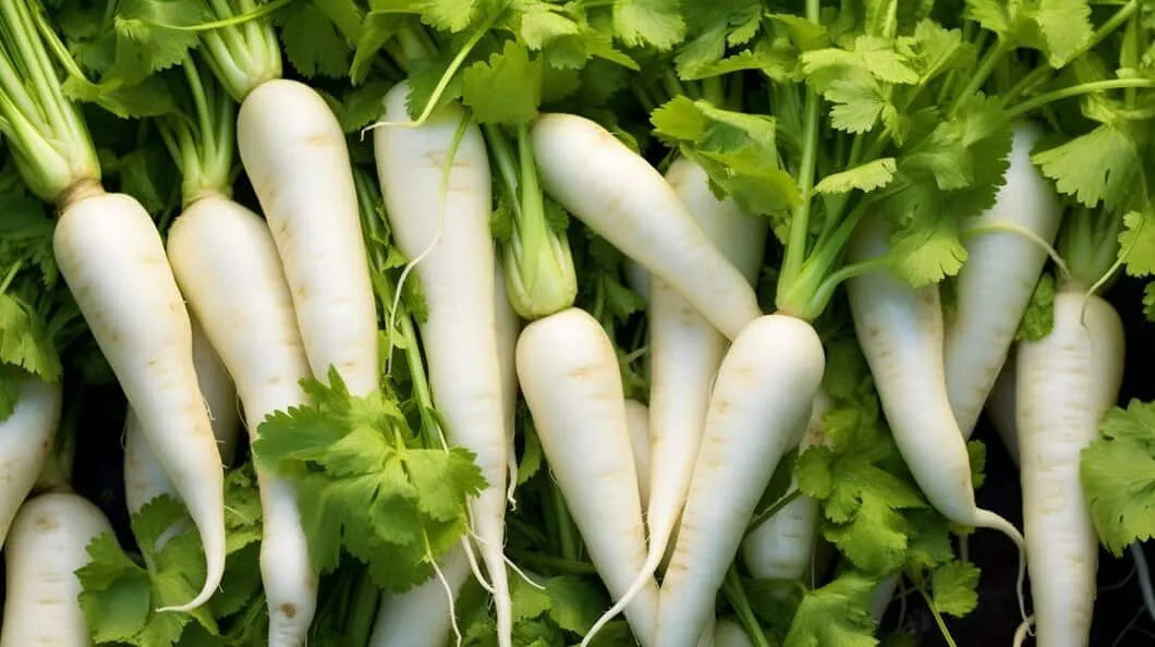 Akgen Japon (Daikon) Turpu Tohumu 5 gr - Beyaz, Uzun ve Gevrek