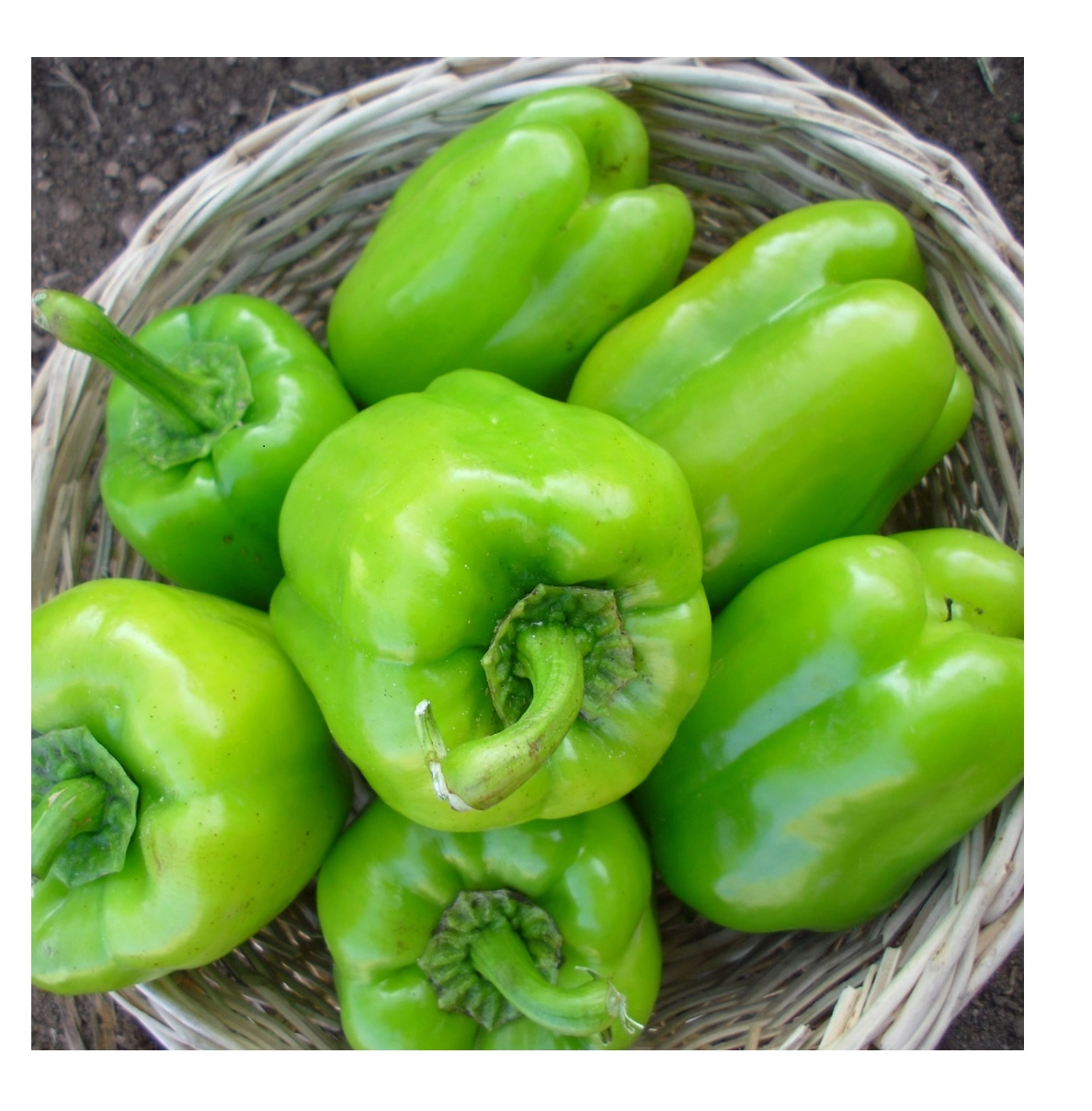 Green South Kandil Dolma Biber Tohumu 5 gr - İnce Kabuklu ve Lezzetli