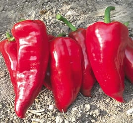 Akgen Firuze Kapya (Yağlık) Biber Tohumu 5 gr - Kırmızı ve Etli