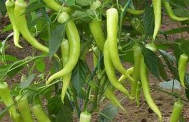 Paşa Tohum Yalova Çarliston Biber Tohumu 10 gr - Tatlı ve Etli (Yalova-341)