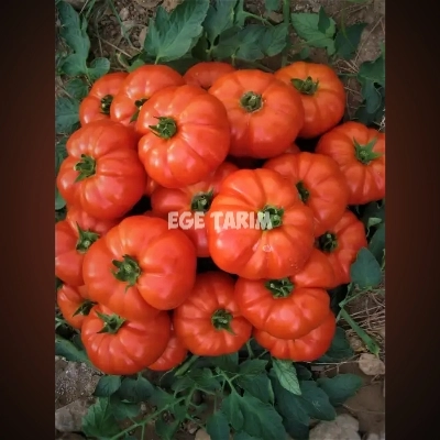 Bufalo F1 Sırık Beef Domates Fidesi - Çok Erkenci Lezzetli Çeşit