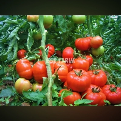 Bufalo F1 Sırık Beef Domates Fidesi - Çok Erkenci Lezzetli Çeşit