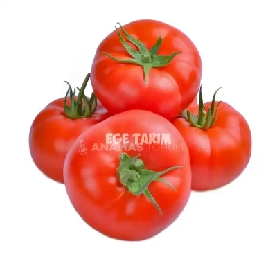 Cevahir F1 Sırık Beef Domates Fidesi - 450 Gr İri ve İhracatlık Çeşit