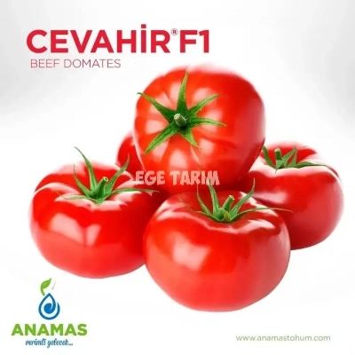 Cevahir F1 Sırık Beef Domates Fidesi - 450 Gr İri ve İhracatlık Çeşit