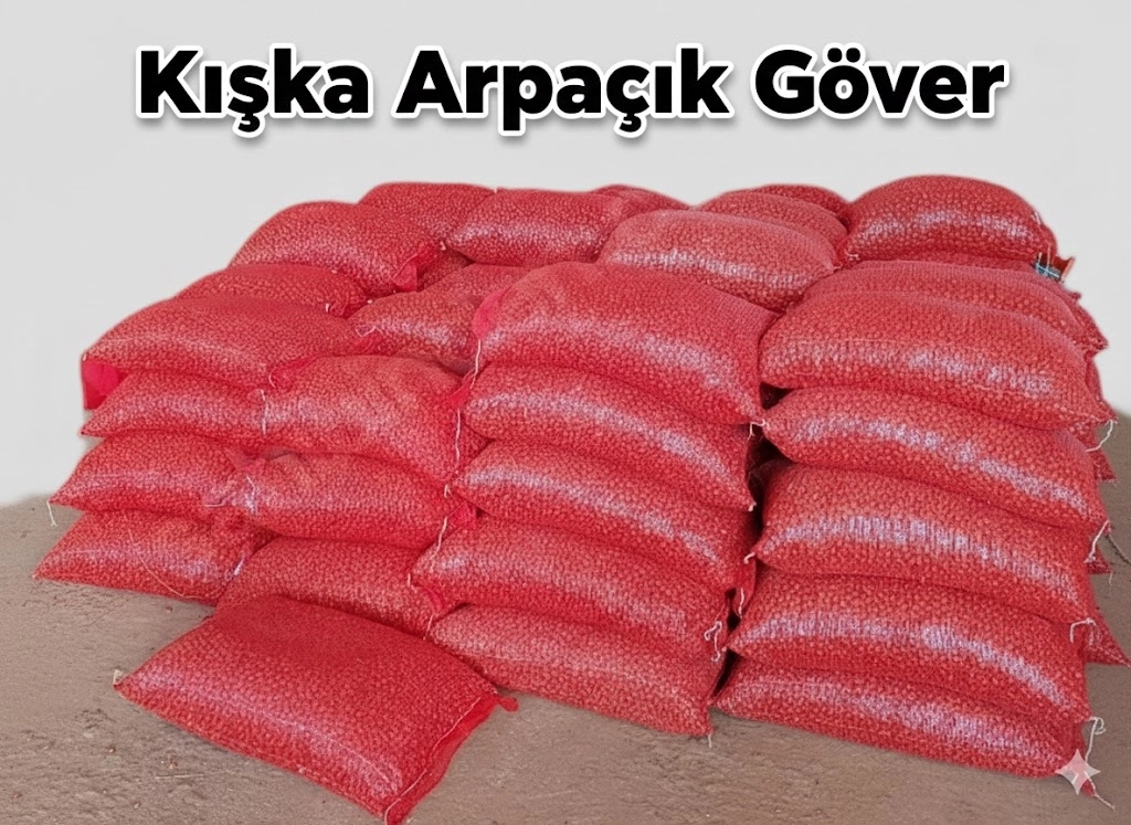 2 Numara Kıska Arpacık Soğan Tohumu (Sapa Kalkmayan İnce Boy & Kışlık)