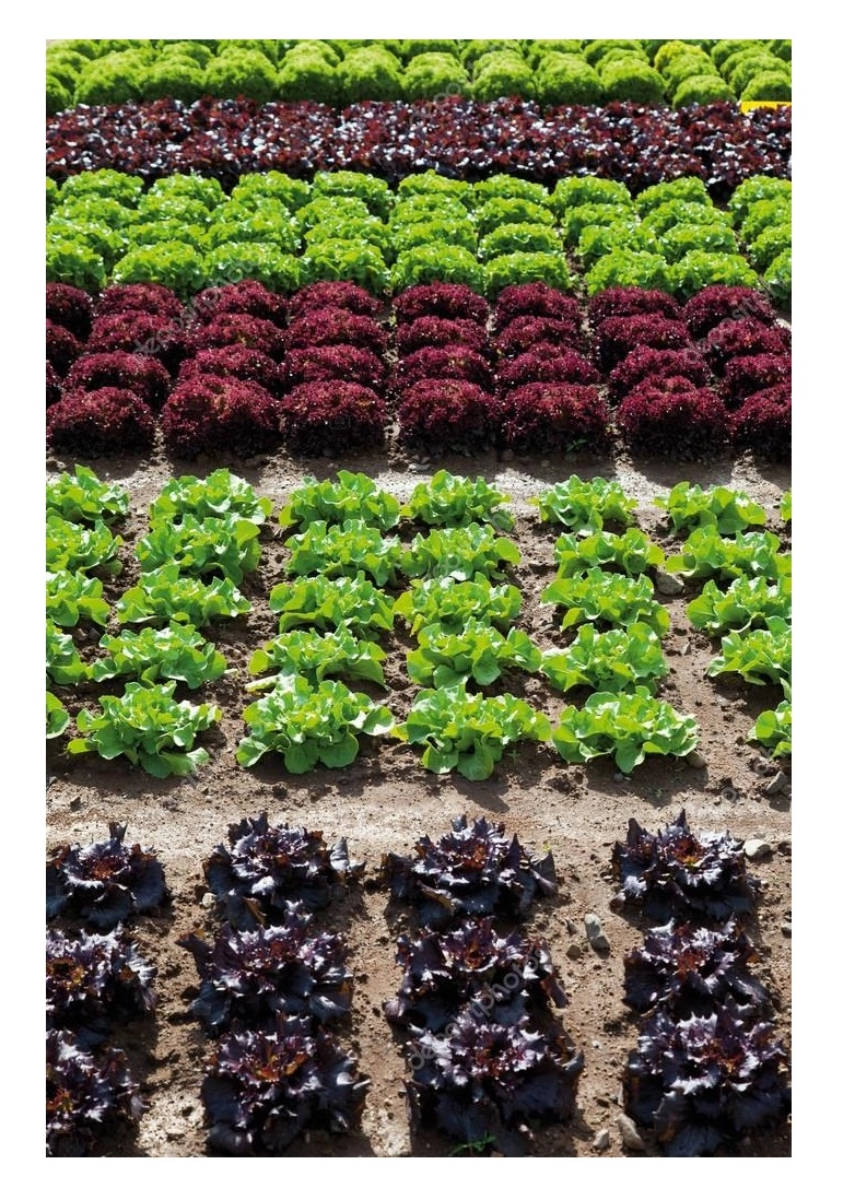 Green South Kırmızı Kıvırcık (Lollo Rosso) Marul Tohumu 2 gr - Dekoratif ve Lezzetli