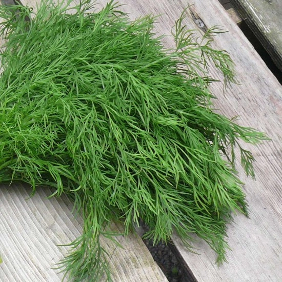 Green South Dereotu Tohumu 5 gr - Bol Yapraklı ve Aromatik