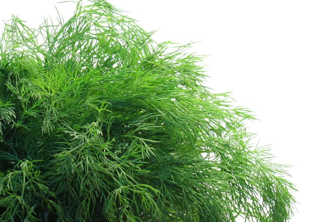 Green South Dereotu Tohumu 5 gr - Bol Yapraklı ve Aromatik