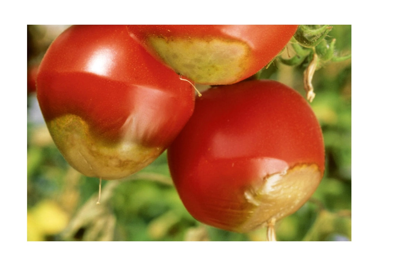 Nutriplus Cal %12 Sıvı Kalsiyum Gübresi 250 cc - Çürüme Önleyici