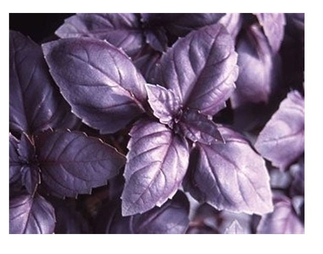 Mor Reyhan (Ocimum basilicum) Tohumu - Şerbetlik Kokulu Fesleğen