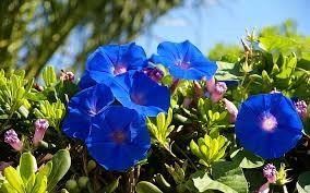 Parmak Yapraklı Sarmaşık (Ipomoea palmata) Tohumu - Mor Gündüz Sefası