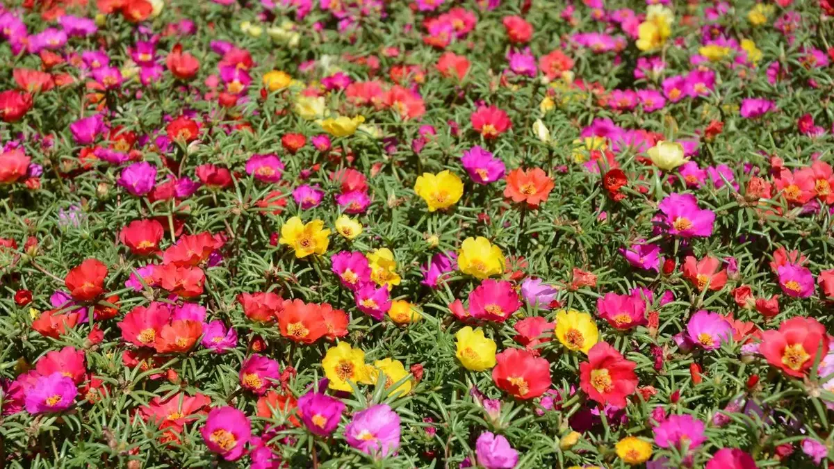 Katmerli İpek Çiçeği (Portulaca grandiflora) Tohumu - Karışık Renk