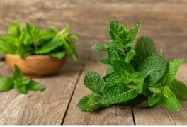 Tıbbi Nane (Mentha) Tohumu - Kokulu Geleneksel Bahçe Nanesi