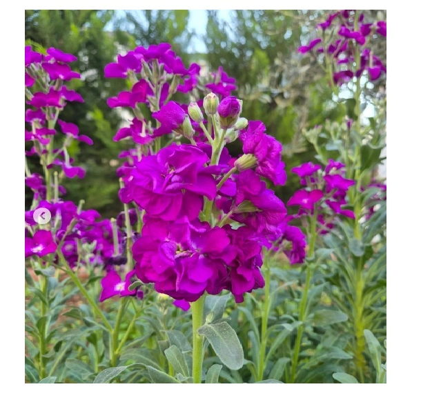 Şebboy (Matthiola incana) Çiçek Tohumu - Kokulu Karışık Renk