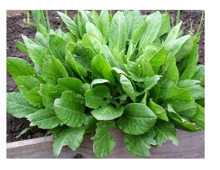 Green South Kuzukulağı (Ekşi Ot) Tohumu 2 gr - İnce Yapraklı