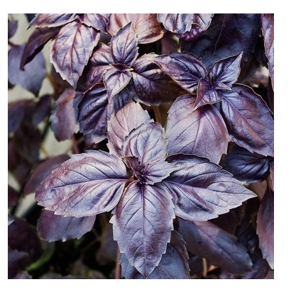 Mor Reyhan (Ocimum basilicum) Tohumu - Şerbetlik Kokulu Fesleğen