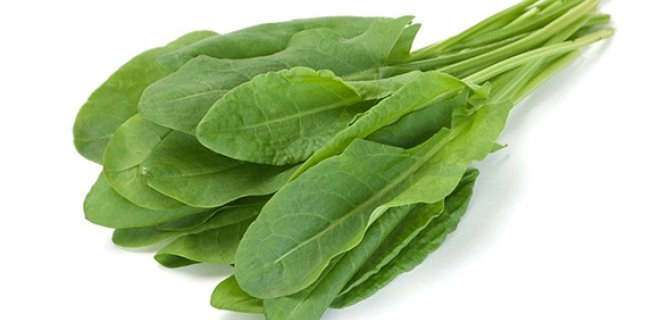 Green South Kuzukulağı (Ekşi Ot) Tohumu 2 gr - İnce Yapraklı