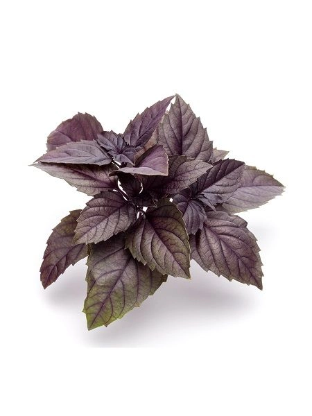 Mor Reyhan (Ocimum basilicum) Tohumu - Şerbetlik Kokulu Fesleğen