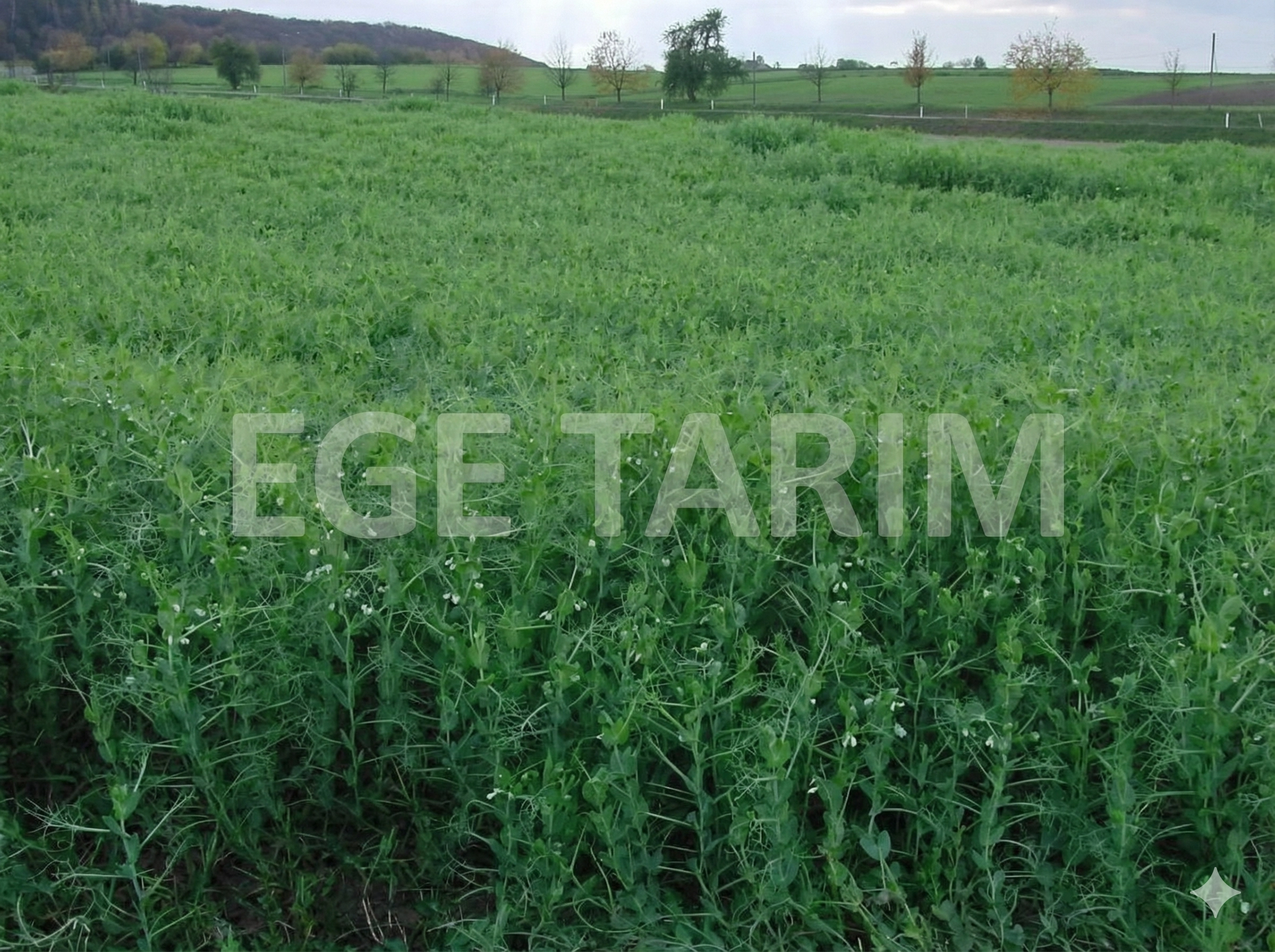 Taşkent Yem Bezelyesi Tohumu İlaçsız - Yüksek Protein 25 Kg