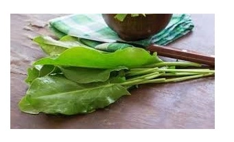 Green South Geniş Yaprak Tere Tohumu 10 gr - İri Yapraklı 