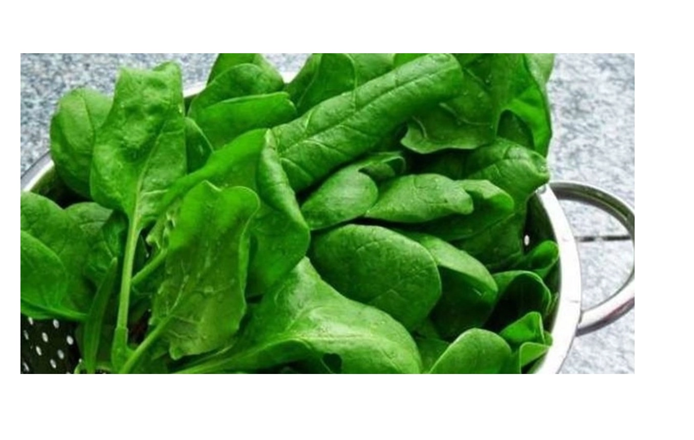 Green South Geniş Yaprak Tere Tohumu 10 gr - İri Yapraklı 