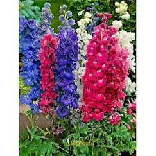 Hazeran Çiçeği (Consolida / Delphinium) Tohumu - Uzun Salkımlı