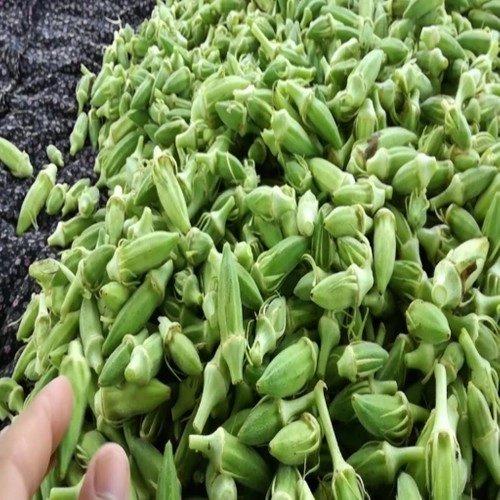 Green South Japon Bamya Tohumu - Dikensiz ve Etli (Kılçıksız)
