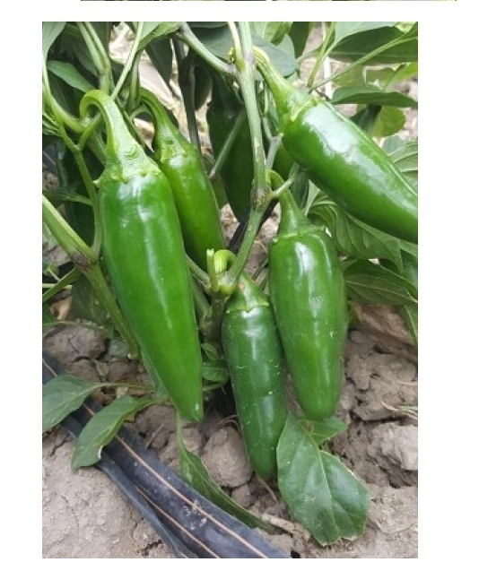 Sunagri Jalapeno Biber Tohumu 100 Adet - Etli ve Acı Meksika Biberi