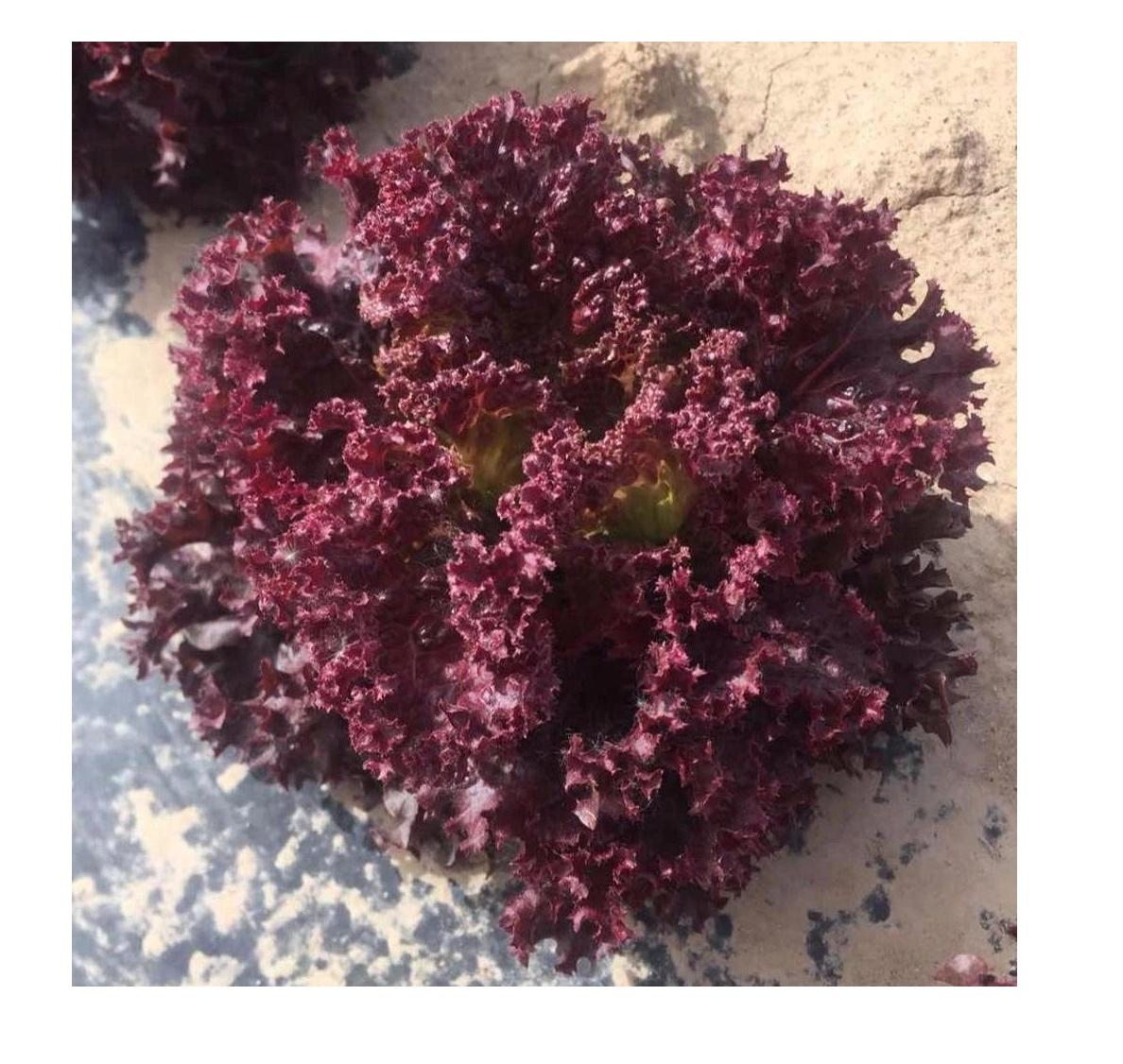 Green South Kırmızı Kıvırcık (Lollo Rosso) Marul Tohumu 2 gr - Dekoratif ve Lezzetli