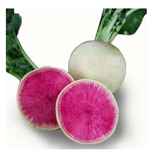 Green South İçi Kırmızı Çin Turpu (Karpuz Turp) Tohumu 5 gr - Dekoratif ve Tatlı