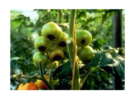 Nutriplus Cal %12 Sıvı Kalsiyum Gübresi 250 cc - Çürüme Önleyici