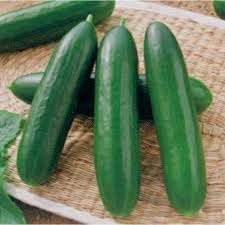 Akgen Alfa F1 Hibrit Oturak Hıyar Tohumu 5 gr - Pürüzsüz, Silindirik ve Erkenci