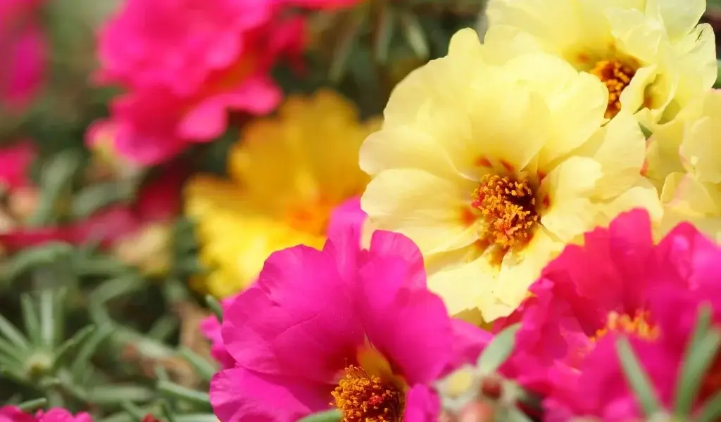 Katmerli İpek Çiçeği (Portulaca grandiflora) Tohumu - Karışık Renk
