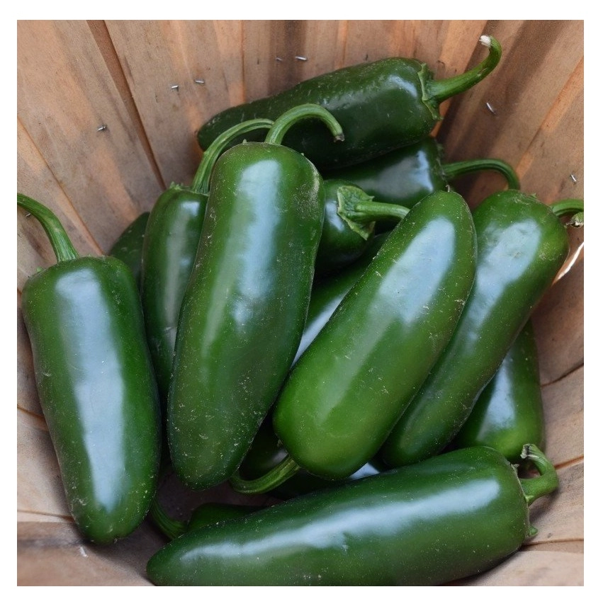 Sunagri Jalapeno Biber Tohumu 100 Adet - Etli ve Acı Meksika Biberi