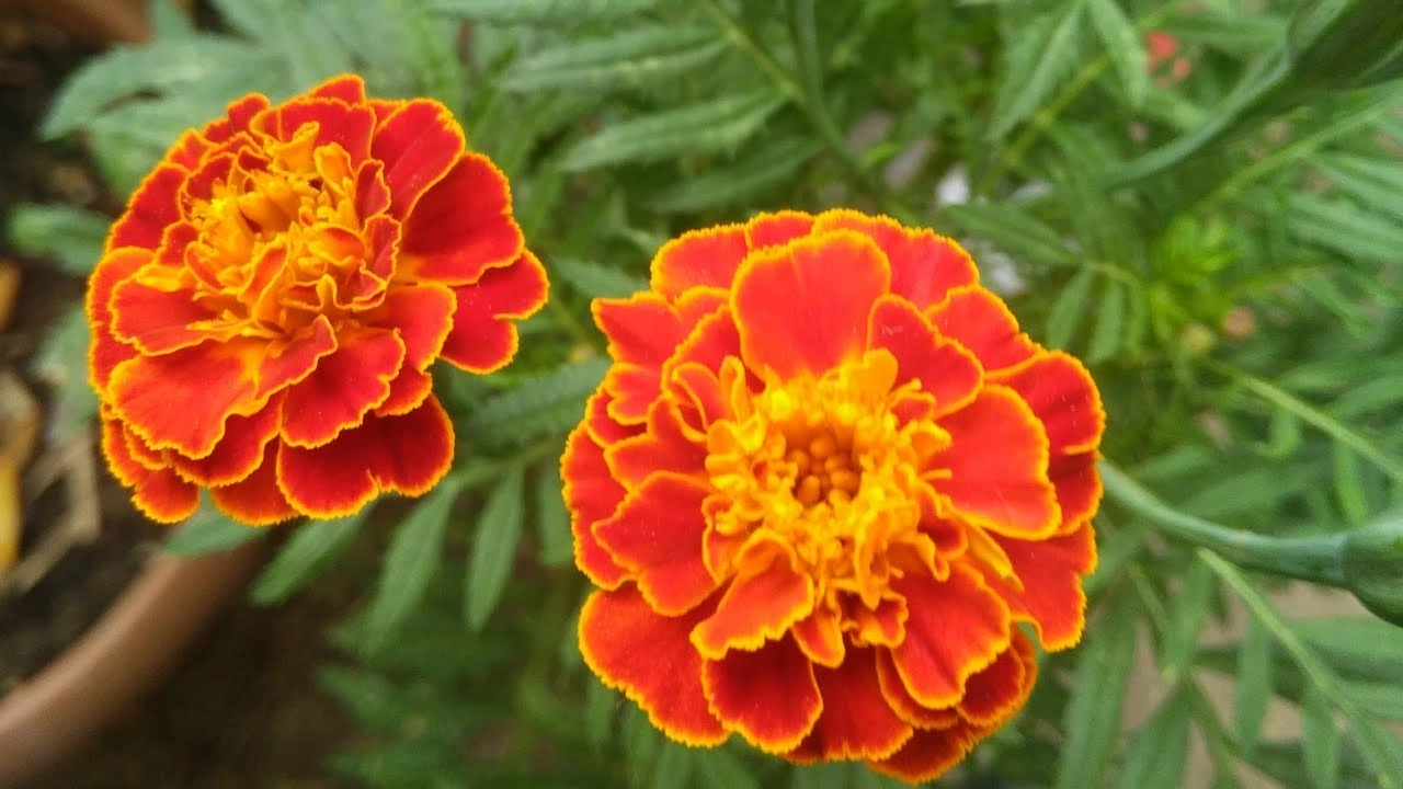 Kadife Çiçeği (Tagetes) Tohumu - Turuncu Sarı Katmerli