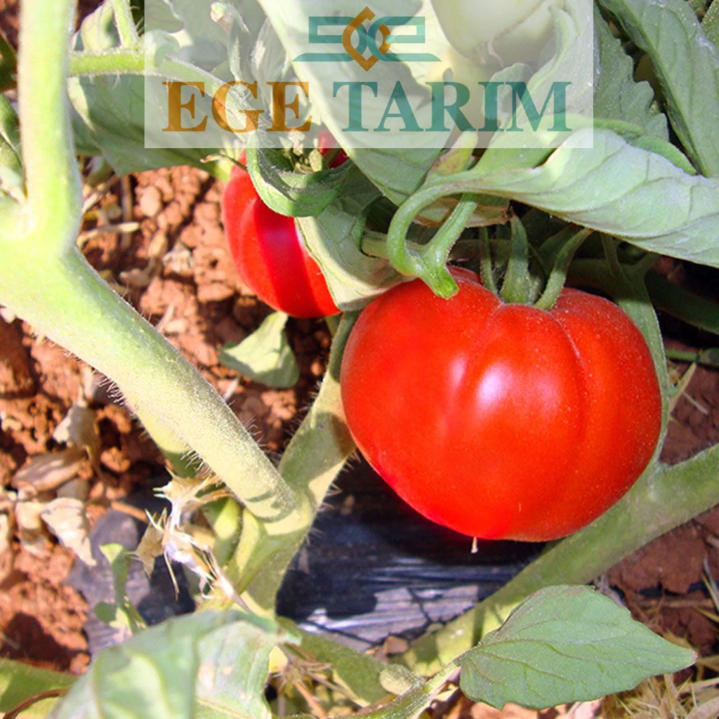 Green South Nur 2274 Oturak Domates Tohumu 3 gr - Hem Sofralık Hem Salçalık